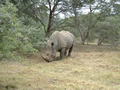 Our First Rhino, Kariega Game Reserve, &copy;Audrey Nattrass
